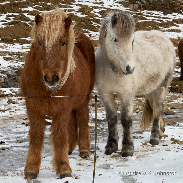 240216_G9ii_1003111.jpg - Icelandic Ponies
